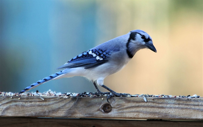 Синее перо птицы обои,s изображение