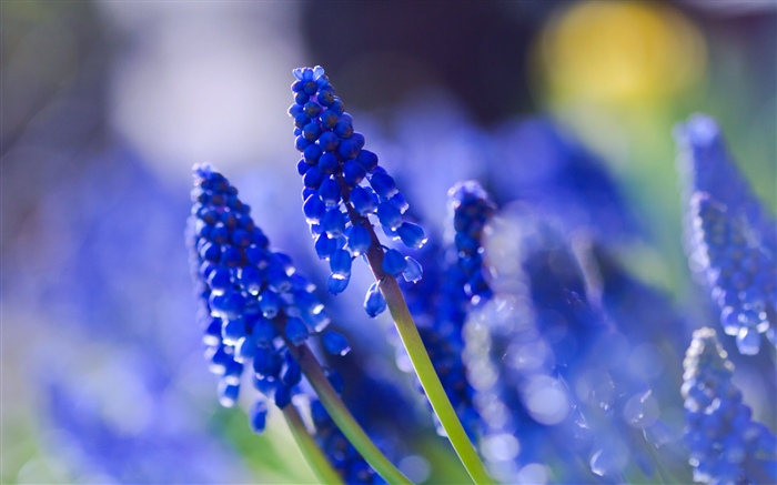 Синие цветы, туманные обои,s изображение