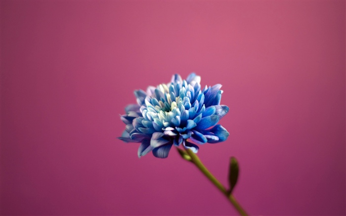 Голубые лепестки цветка, розовый фон обои,s изображение