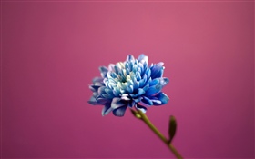 Голубые лепестки цветка, розовый фон HD обои