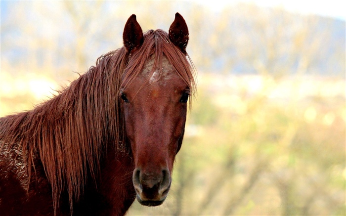 Коричневый конь, голова обои,s изображение