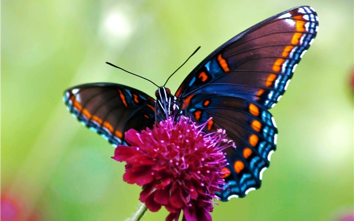 Бабочка, розовый цветок обои,s изображение