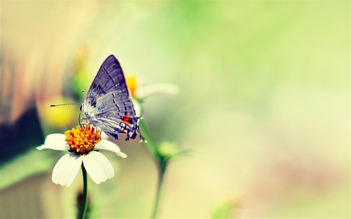 Бабочка, белый цветок, туманный обои,s изображение