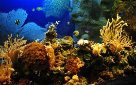 Рыба-клоун, рыба, коралл HD обои