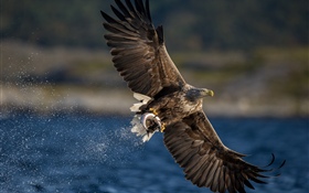 Орел ловит рыбу, крылья, озеро