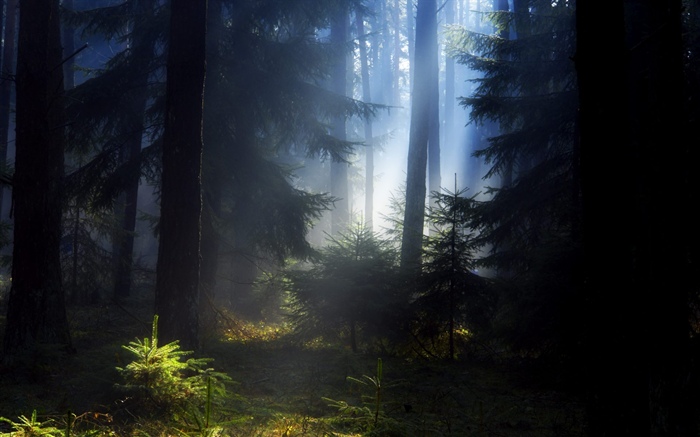 Лес, деревья, туман, утро обои,s изображение