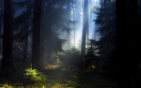 Лес, деревья, туман, утро HD обои