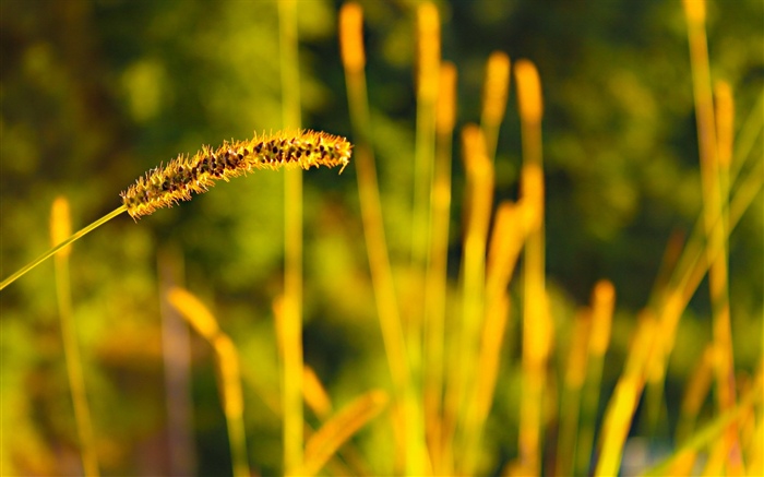 Трава, лето обои,s изображение