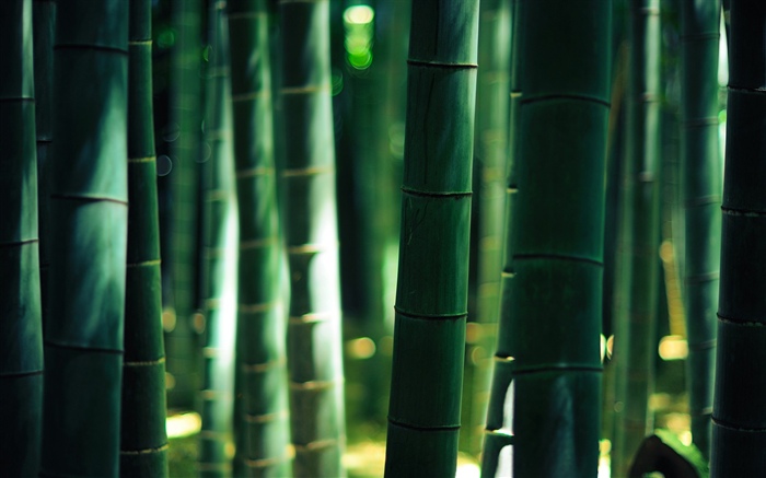 Зеленый бамбук, стебель обои,s изображение