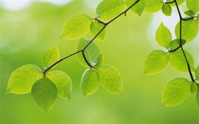 Зеленые листья, веточки, весна обои,s изображение