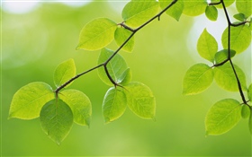 Зеленые листья, веточки, весна HD обои