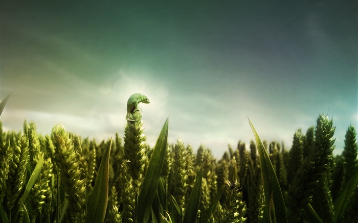 Зеленая ящерица, пшеничное поле обои,s изображение