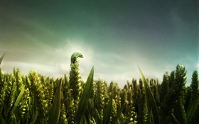 Зеленая ящерица, пшеничное поле HD обои