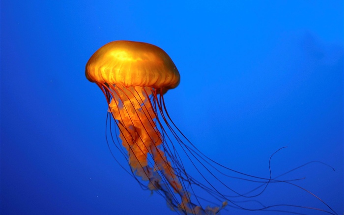 Медузы, синий фон обои,s изображение