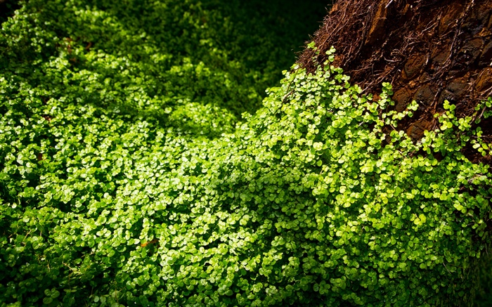 Много зеленых клеверов обои,s изображение