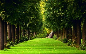 Парк, деревья, зеленая лужайка HD обои
