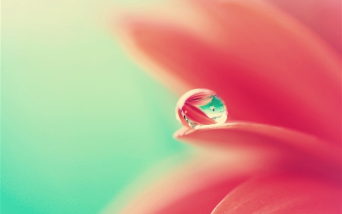 Розовые лепестки цветов, капли воды обои,s изображение