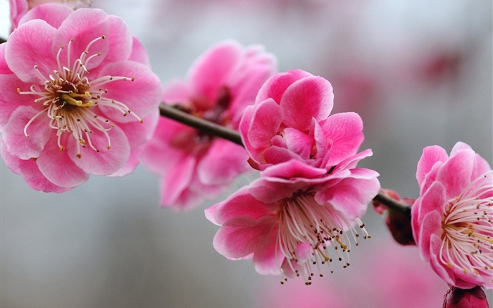 Розовые цветы сливы, ветки, Весна обои,s изображение