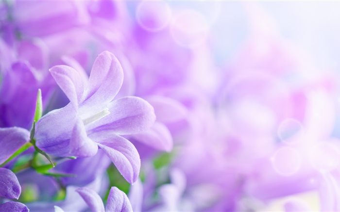 Фиолетовые цветы, весна, дымка обои,s изображение