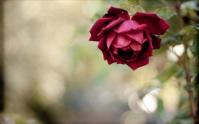 Красная роза, лепестки HD обои