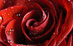 Красная роза, лепестки, капли воды HD обои