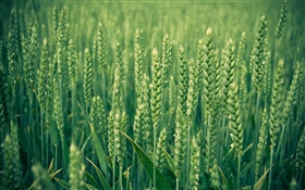 Рисовое поле, зеленое HD обои