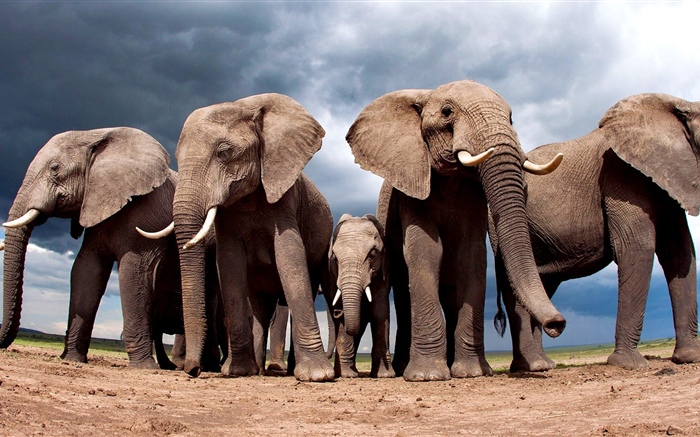 Некоторые слоны обои,s изображение