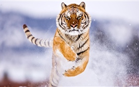 Тигр бежит, снег, зима HD обои
