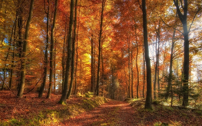 Деревья, лес, осень обои,s изображение