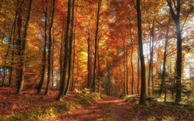 Деревья, лес, осень