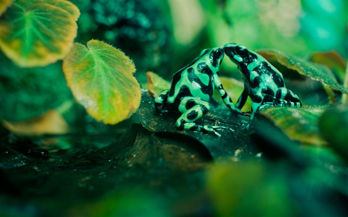 Две лягушки, листья обои,s изображение