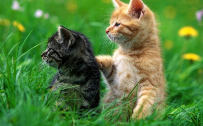 Два котенка, трава обои,s изображение