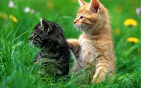 Два котенка, трава HD обои