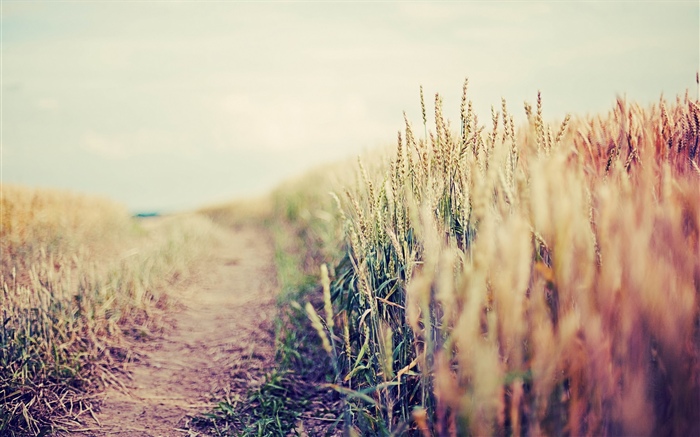 Пшеничное поле, туманное обои,s изображение