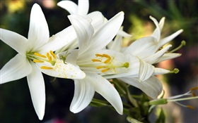Цветы белой лилии HD обои