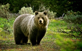 Дикая природа, медведь