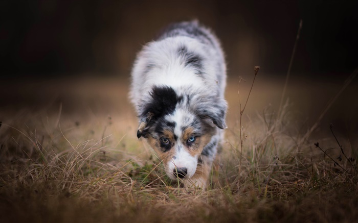 Австралийская овчарка собака, вид спереди обои,s изображение