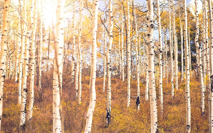 Осень, березовый лес, деревья обои,s изображение