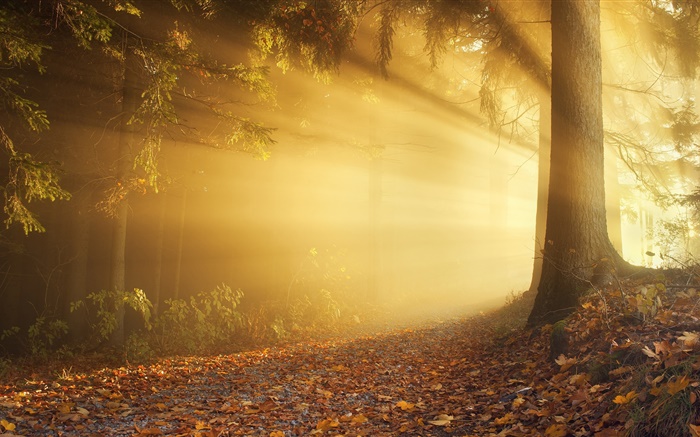 Осень, лесные, солнечные лучи, туман, рассвет обои,s изображение