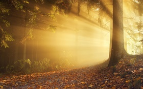 Осень, лесные, солнечные лучи, туман, рассвет HD обои