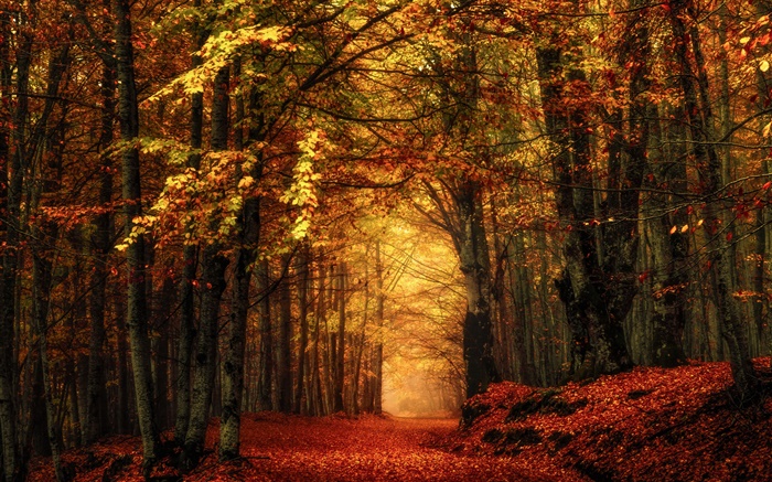Осень, лес, деревья, красные листья обои,s изображение
