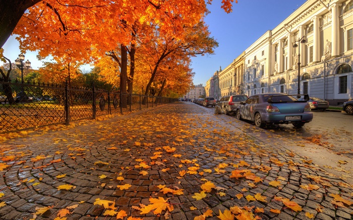 Осень, деревья, красные кленовые листья, улица, Сен -Петербург обои,s изображение