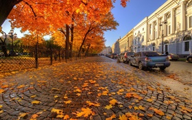 Осень, деревья, красные кленовые листья, улица, Сен -Петербург HD обои