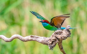 Красивые зеленые синие красные перья птицы