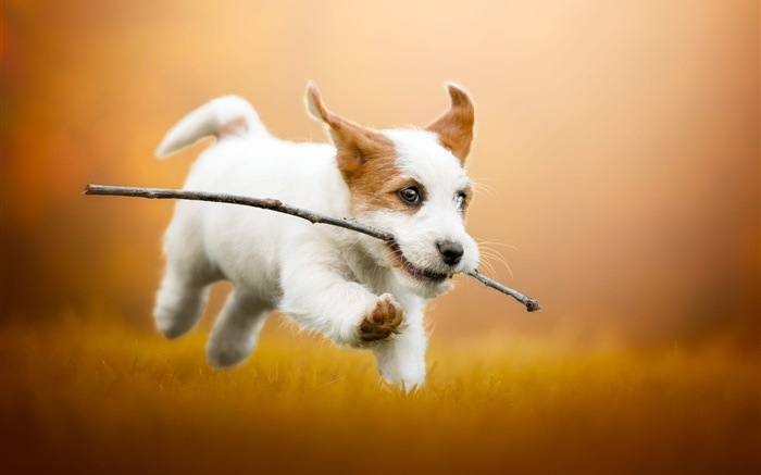 Симпатичный белый щенок бежит, собака обои,s изображение