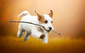 Симпатичный белый щенок бежит, собака