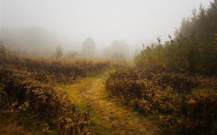 Утро, осень, туман, деревья обои,s изображение