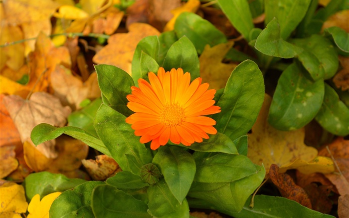 Оранжевый цветок, зеленые листья обои,s изображение