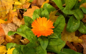 Оранжевый цветок, зеленые листья HD обои
