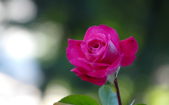 Розовая роза крупным планом, лепестки обои,s изображение